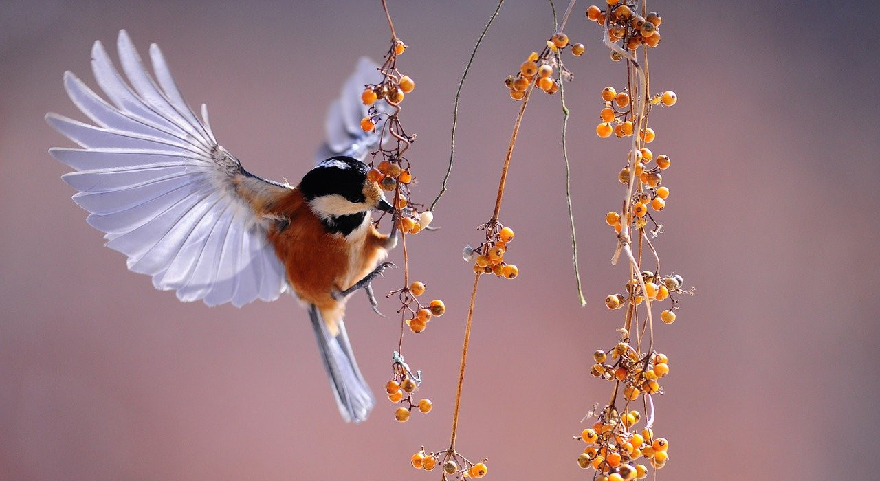 Imatge amb un ocell volant
