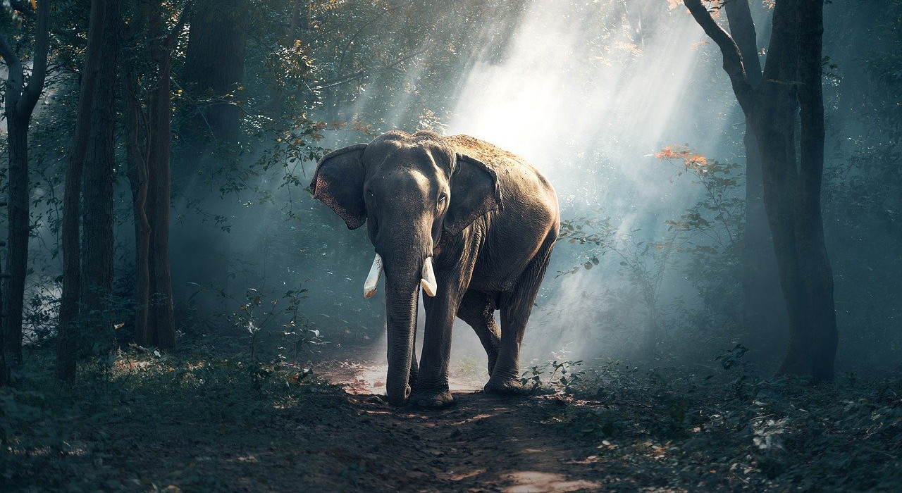 Imatge amb un elefant dins un bosc