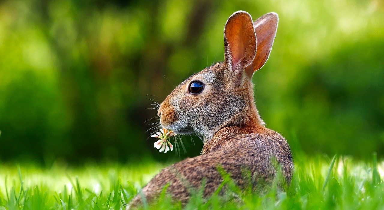 Imatge amb un conill menjant flors
